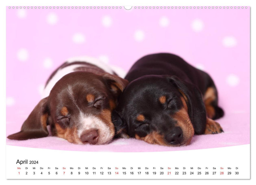 Sweet dreams 2024 - sleeping puppies (CALVENDO Premium Wall Calendar 2024) 