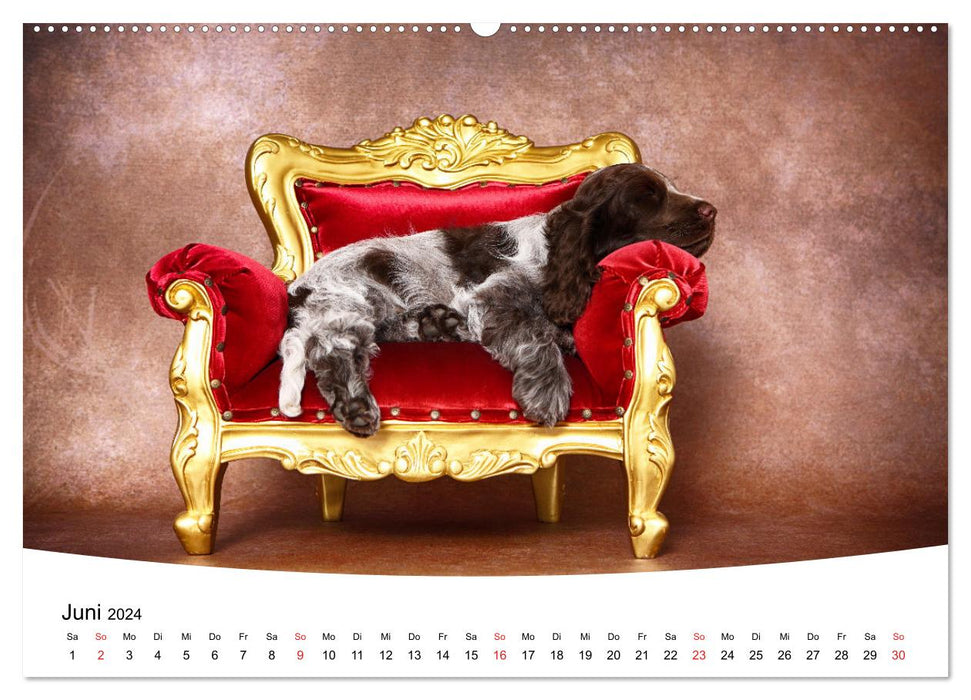 Süße Träume 2024 - schlafende Hundewelpen (CALVENDO Premium Wandkalender 2024)