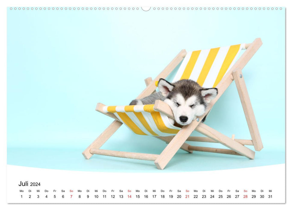 Sweet dreams 2024 - sleeping puppies (CALVENDO Premium Wall Calendar 2024) 