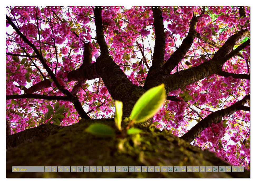 Schönheit der Natur. (CALVENDO Premium Wandkalender 2024)