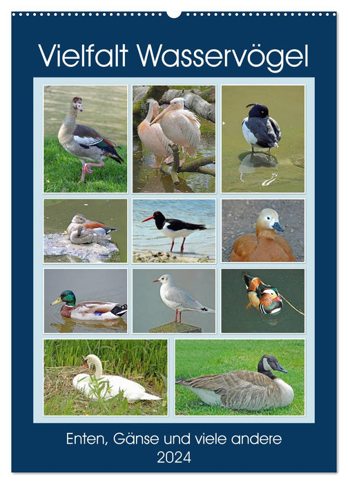 Diversity of water birds (CALVENDO wall calendar 2024) 