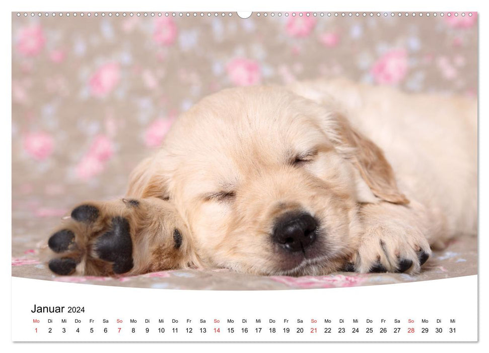 Süße Träume 2024 - schlafende Hundewelpen (CALVENDO Wandkalender 2024)