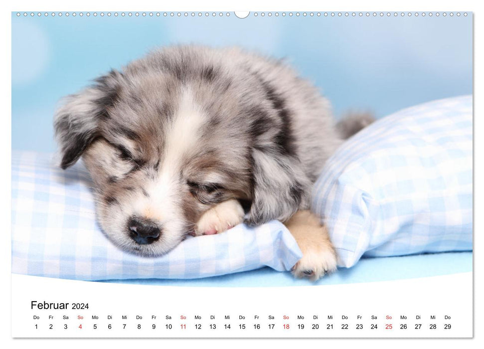 Sweet dreams 2024 - sleeping puppies (CALVENDO wall calendar 2024) 