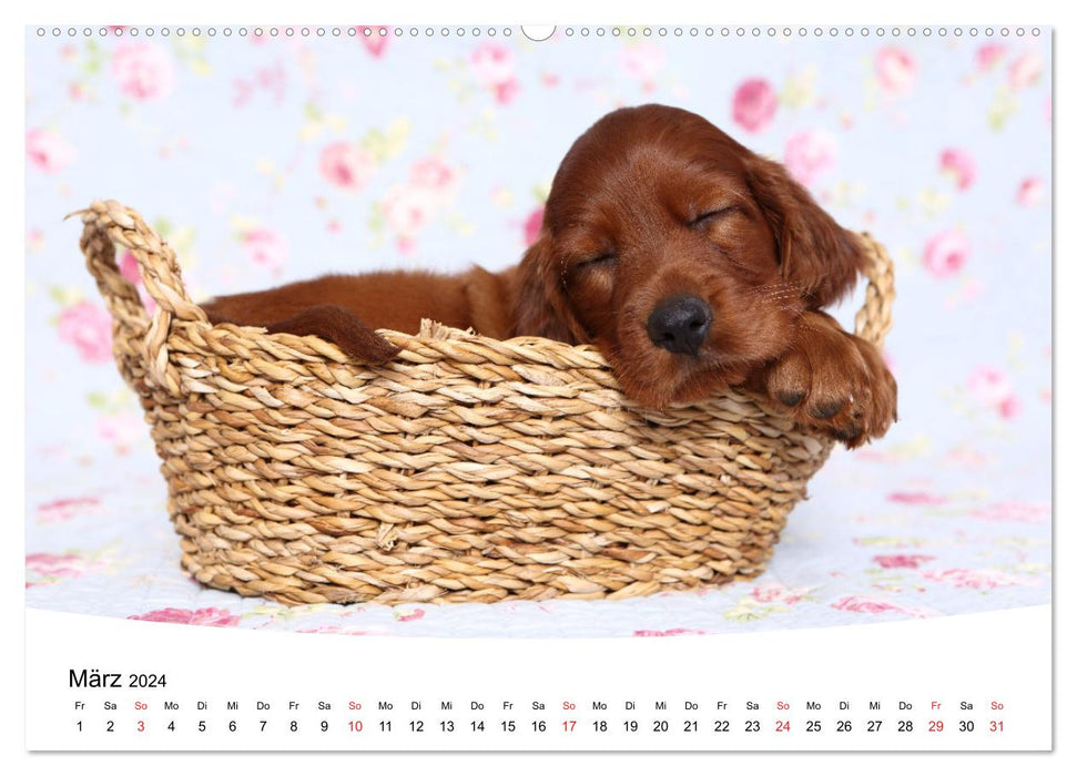 Sweet dreams 2024 - sleeping puppies (CALVENDO wall calendar 2024) 