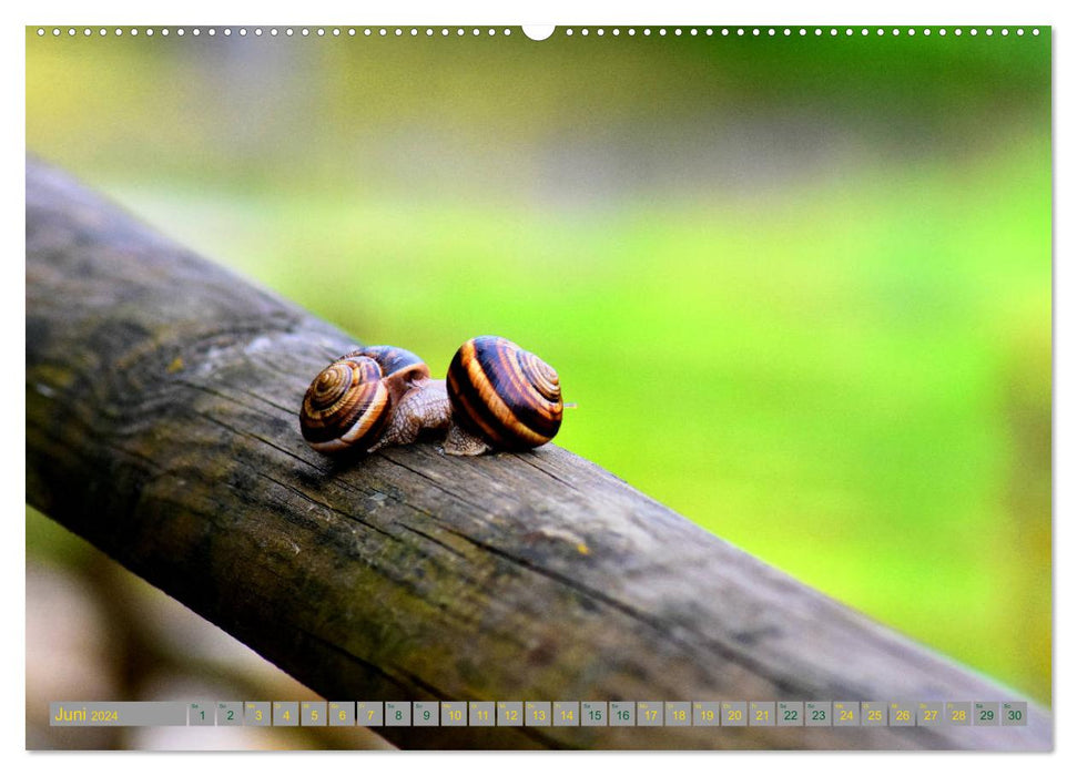 Schönheit der Natur. (CALVENDO Wandkalender 2024)