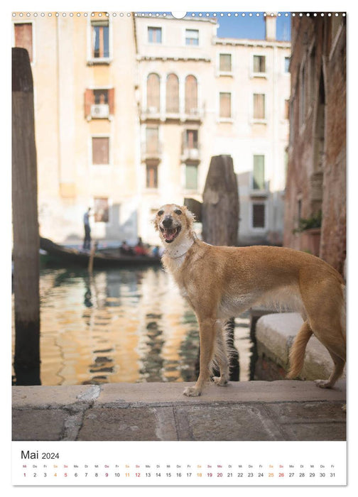 Silken Windsprites - Two greyhounds conquer the lagoon city of Venice (CALVENDO wall calendar 2024) 