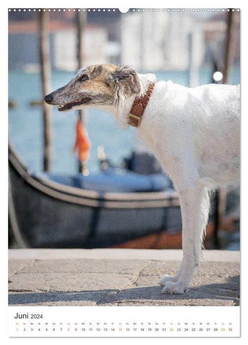 Silken Windsprites - Zwei Windhunde erobern die Lagunenstadt Venedig (CALVENDO Wandkalender 2024)