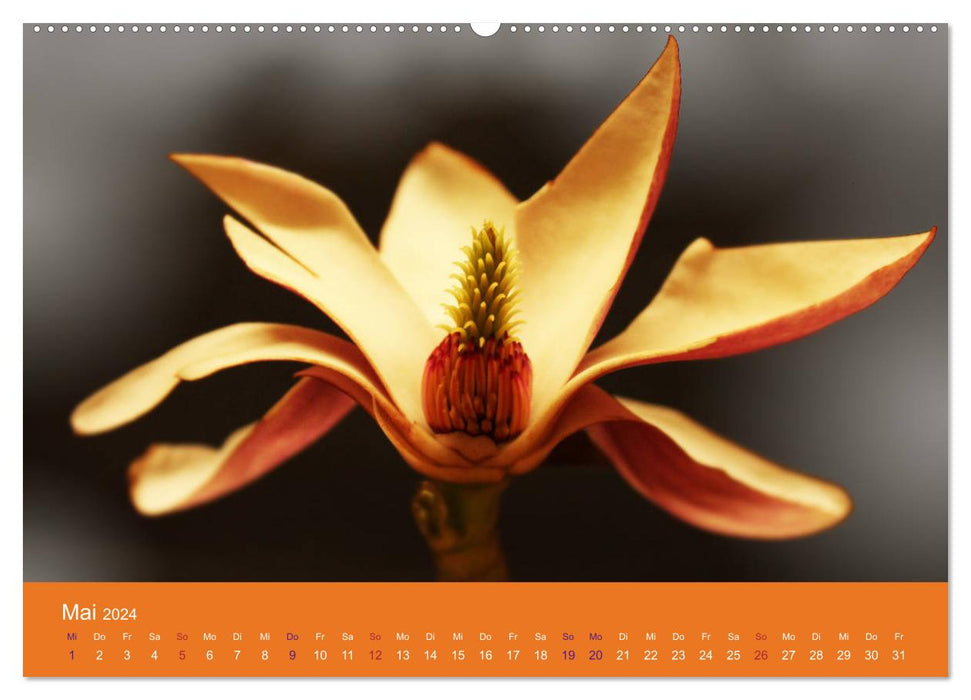 Fantastic journey into the world of flowers (CALVENDO Premium Wall Calendar 2024) 