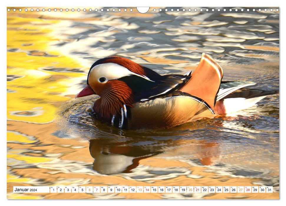 Mandarinenten, ein Farbtupfer auf allen Gewässern. (CALVENDO Wandkalender 2024)