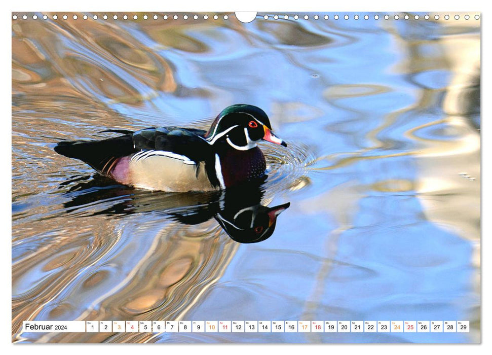 Mandarin ducks, a splash of color on all waters. (CALVENDO wall calendar 2024) 