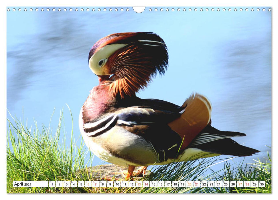 Mandarin ducks, a splash of color on all waters. (CALVENDO wall calendar 2024) 