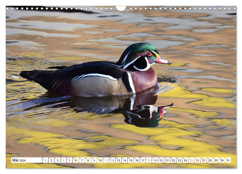 Mandarin ducks, a splash of color on all waters. (CALVENDO wall calendar 2024) 