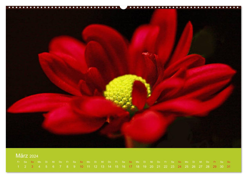 Fantastic journey into the world of flowers (CALVENDO wall calendar 2024) 