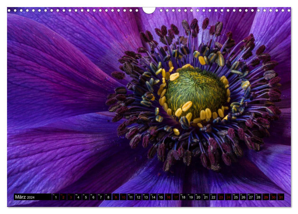 Blooming worlds (CALVENDO wall calendar 2024) 