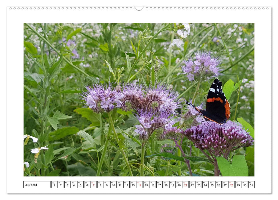 Wildflower meadow insect paradise (CALVENDO Premium Wall Calendar 2024) 