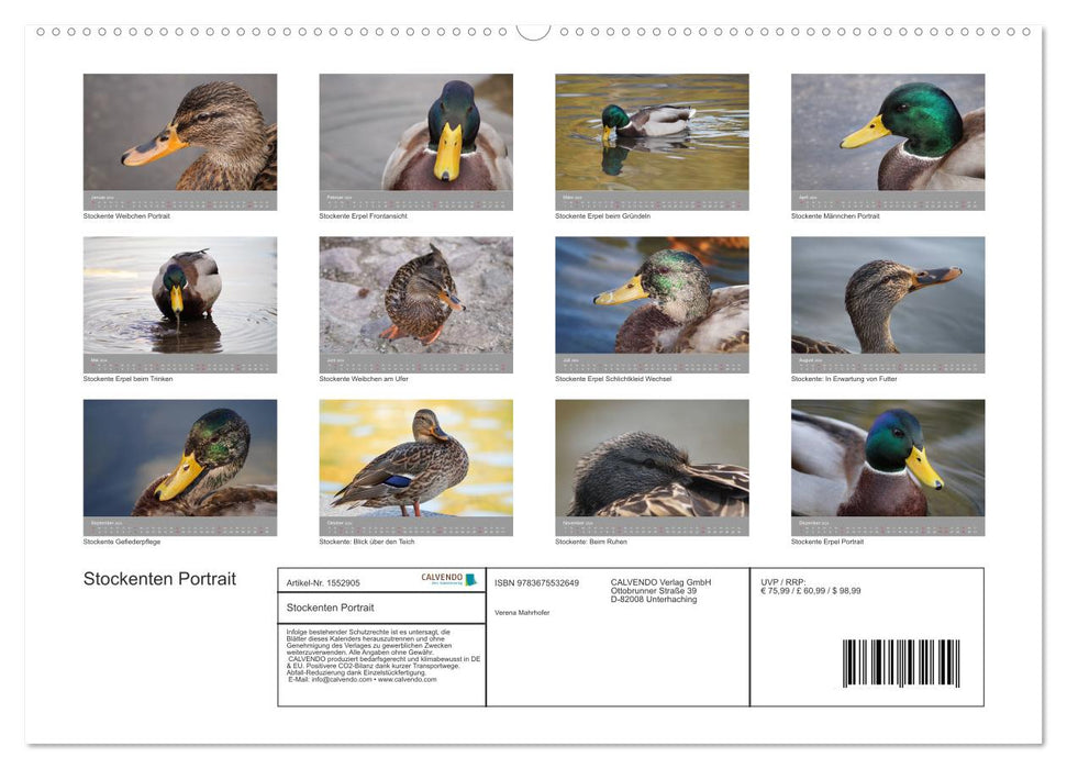 Portrait de canards colverts (Calvendo Premium Calendrier mural 2024) 