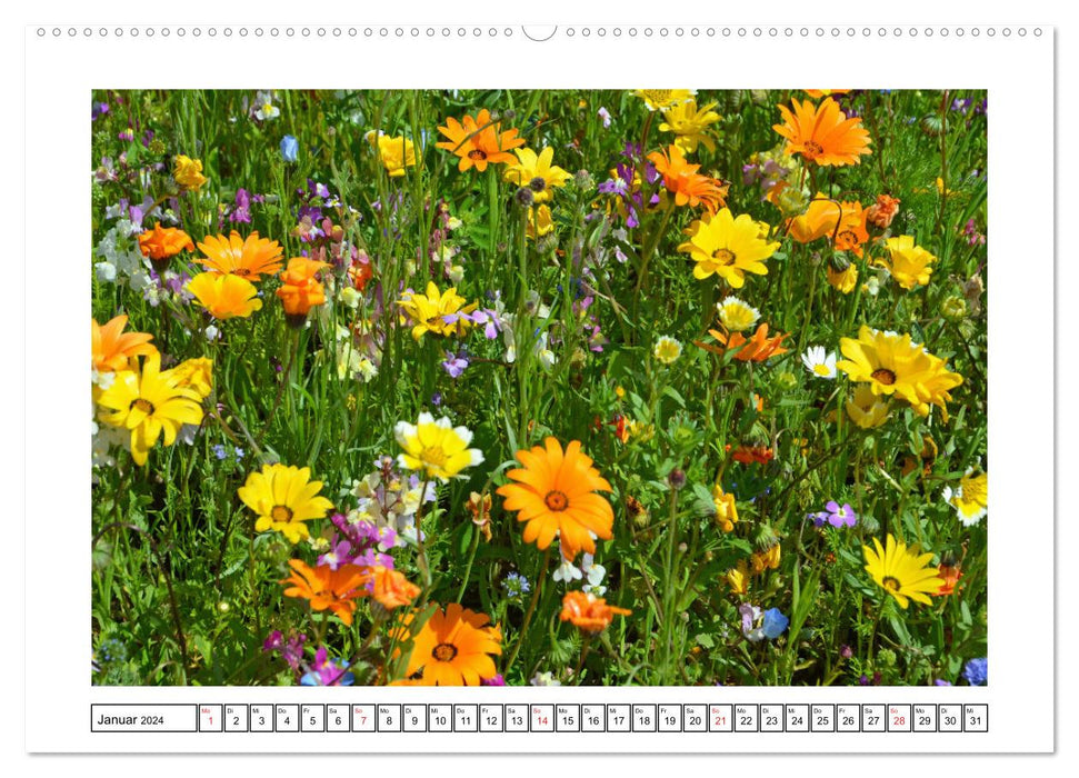 Paradis des insectes des prairies de fleurs sauvages (calendrier mural CALVENDO 2024) 