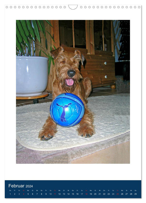 Kelly - An Irish Terrier goes on vacation (CALVENDO wall calendar 2024) 