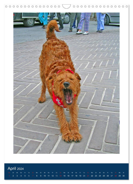 Kelly - An Irish Terrier goes on vacation (CALVENDO wall calendar 2024) 