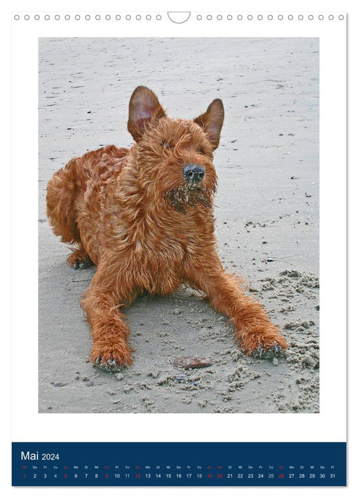 Kelly - An Irish Terrier goes on vacation (CALVENDO wall calendar 2024) 