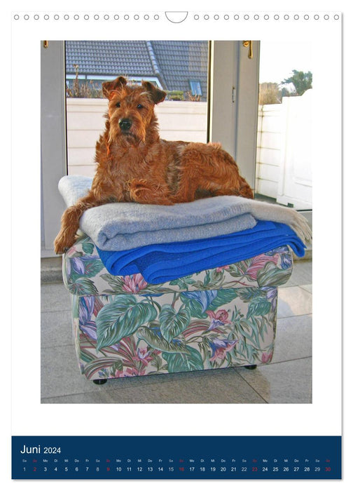 Kelly - An Irish Terrier goes on vacation (CALVENDO wall calendar 2024) 