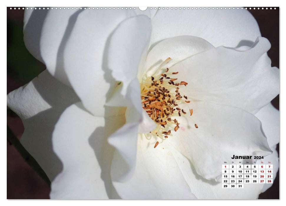 Rosen, die Königin der Blumen (CALVENDO Premium Wandkalender 2024)