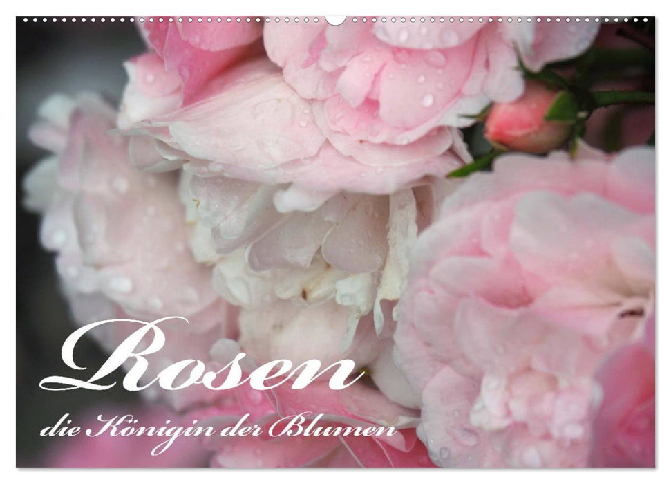 Rosen, die Königin der Blumen (CALVENDO Wandkalender 2024)