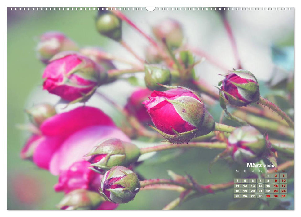 Rosen, die Königin der Blumen (CALVENDO Wandkalender 2024)