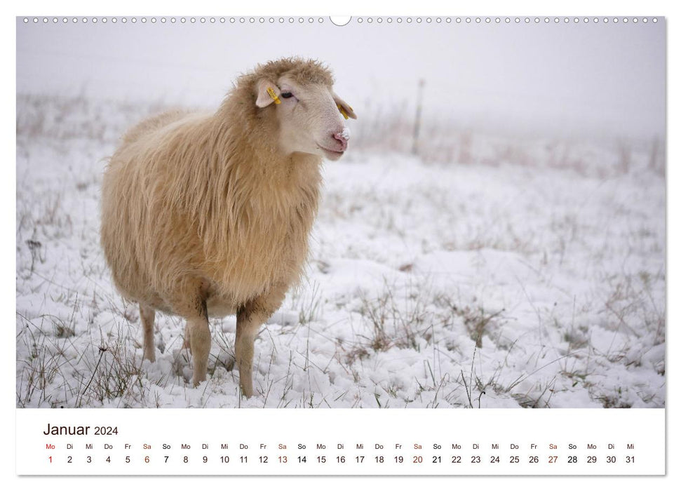 Schöne Schafe (CALVENDO Premium Wandkalender 2024)
