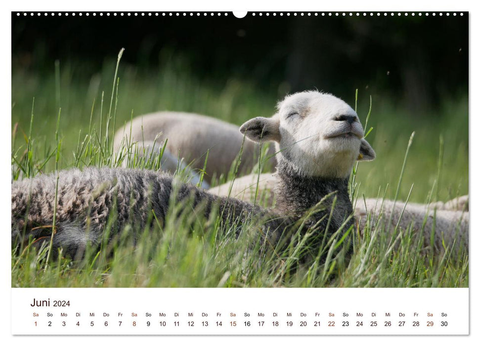 Schöne Schafe (CALVENDO Premium Wandkalender 2024)