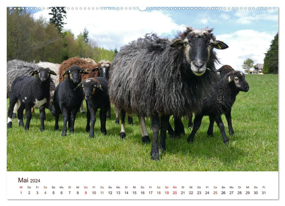 Schöne Schafe (CALVENDO Wandkalender 2024)