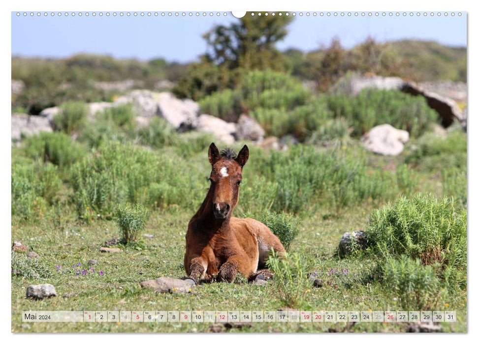 Wildpferde Weltweit (CALVENDO Wandkalender 2024)