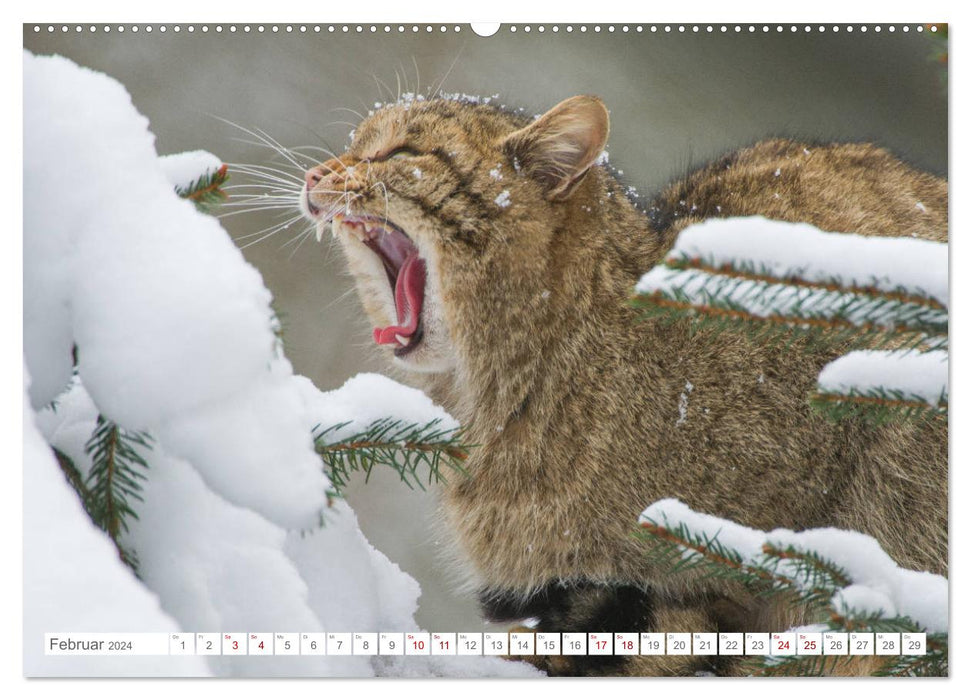 Wildkatzen - die anmutigsten Raubiere in Europa. (CALVENDO Premium Wandkalender 2024)