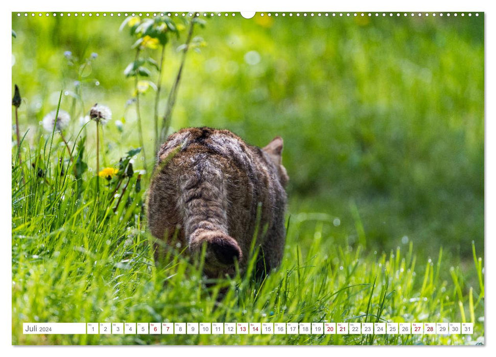 Wildkatzen - die anmutigsten Raubiere in Europa. (CALVENDO Premium Wandkalender 2024)
