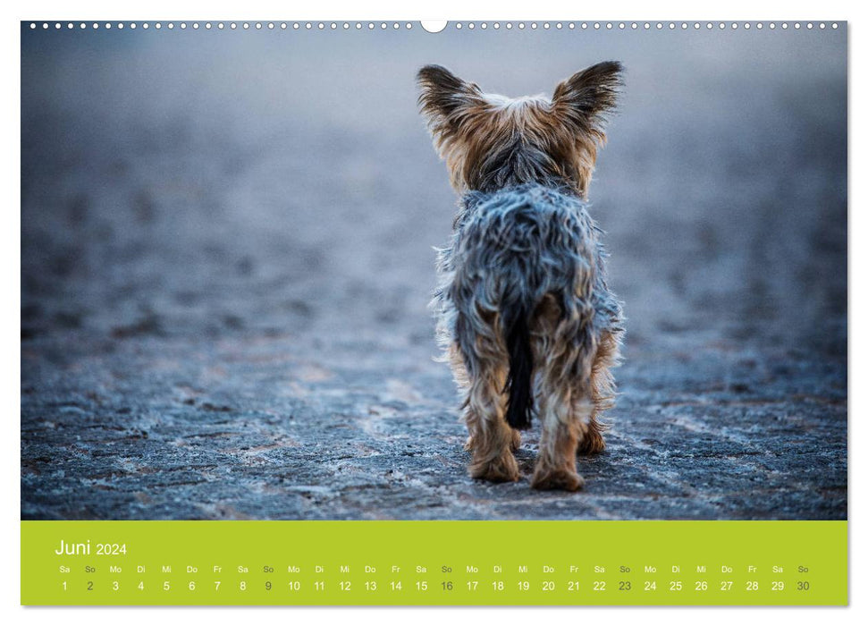 Traumschnauzen (CALVENDO Premium Wandkalender 2024)