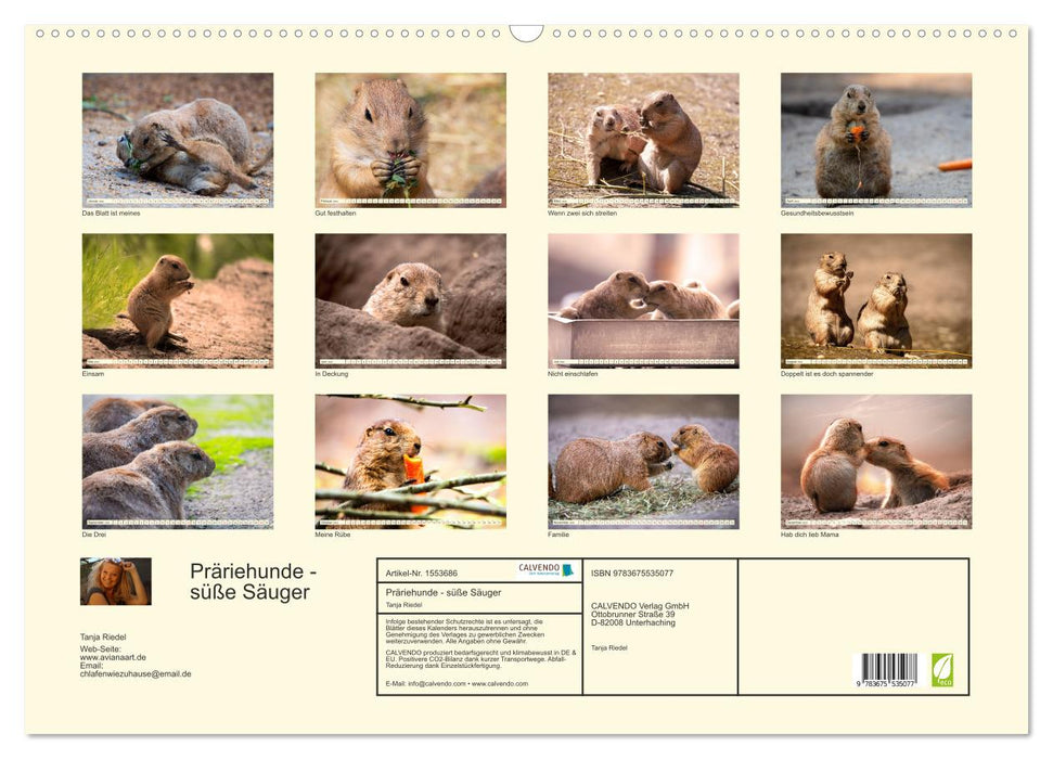Präriehunde - süße Säuger (CALVENDO Wandkalender 2024)