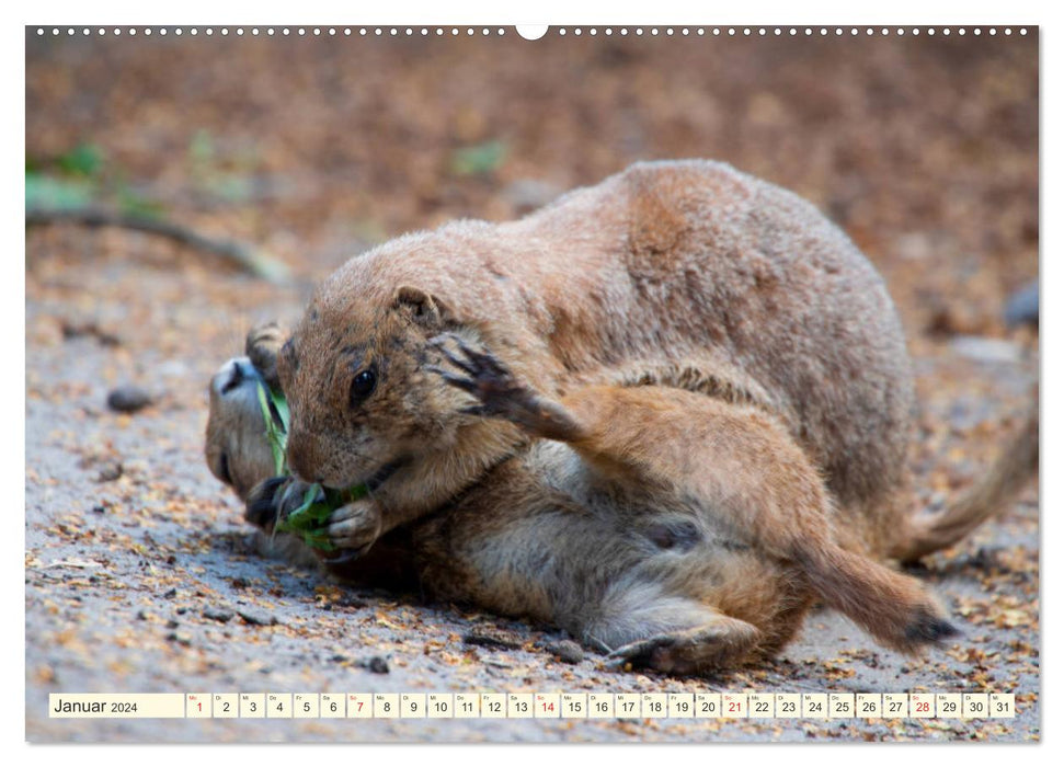 Präriehunde - süße Säuger (CALVENDO Wandkalender 2024)