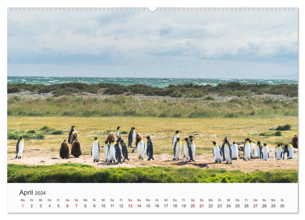 Pinguine - Die sympathischen Frack-Träger (CALVENDO Premium Wandkalender 2024)