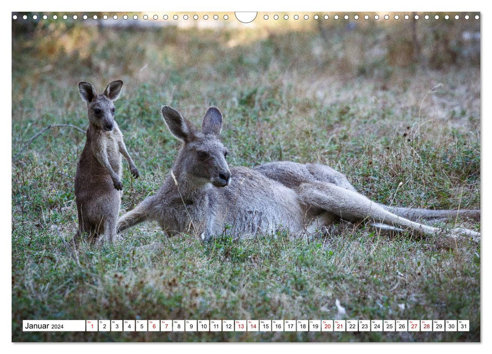 Wildlife Australien (CALVENDO Wandkalender 2024)