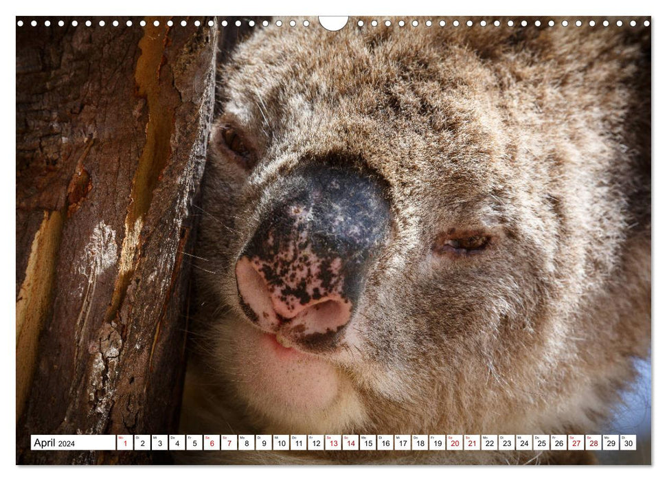 Wildlife Australien (CALVENDO Wandkalender 2024)