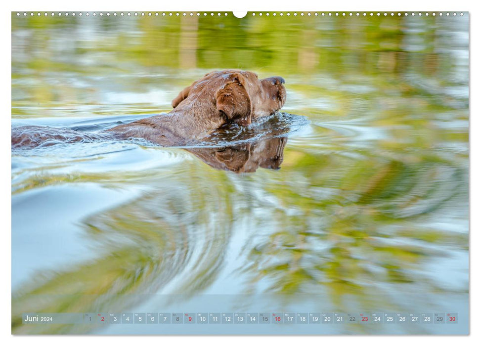 Labradore im Wasser (CALVENDO Premium Wandkalender 2024)