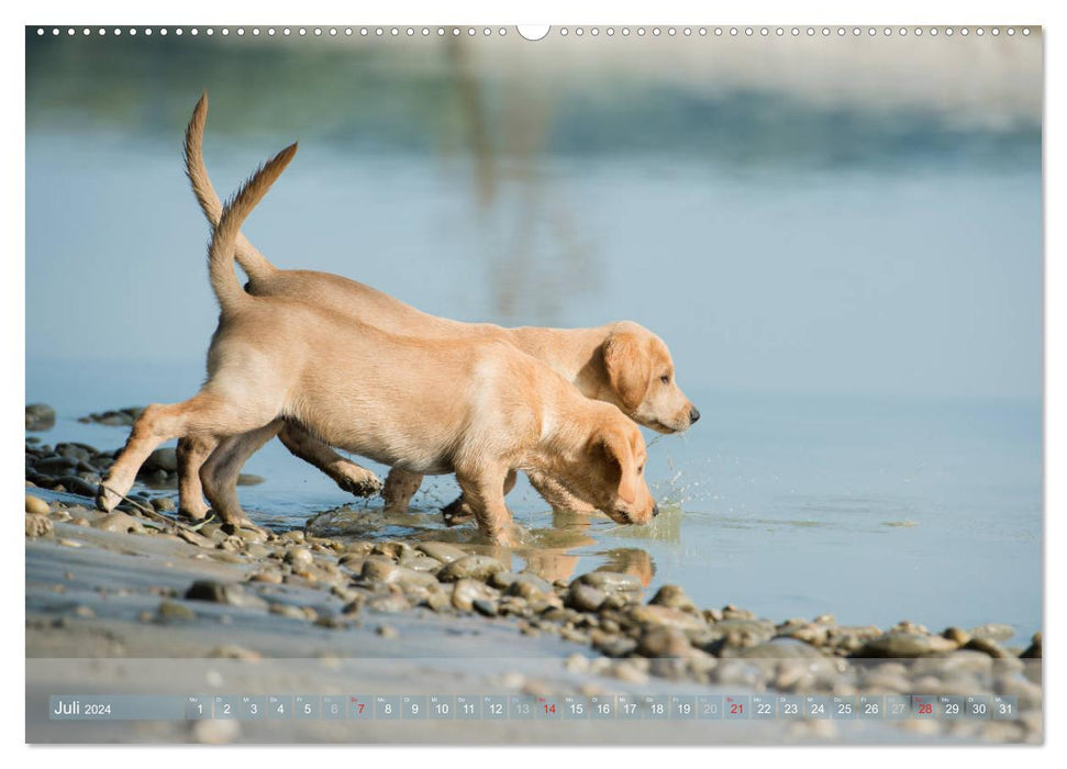 Labradore im Wasser (CALVENDO Premium Wandkalender 2024)