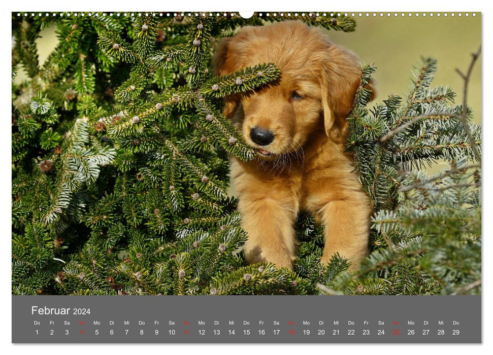 Chesley Kleiner Hund grosse Abenteuer (CALVENDO Premium Wandkalender 2024)