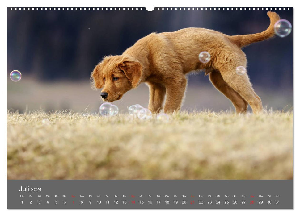 Chesley Kleiner Hund grosse Abenteuer (CALVENDO Premium Wandkalender 2024)