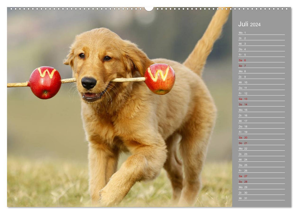 Chesley Kleiner Hund Grosses Abenteuer (CALVENDO Premium Wandkalender 2024)
