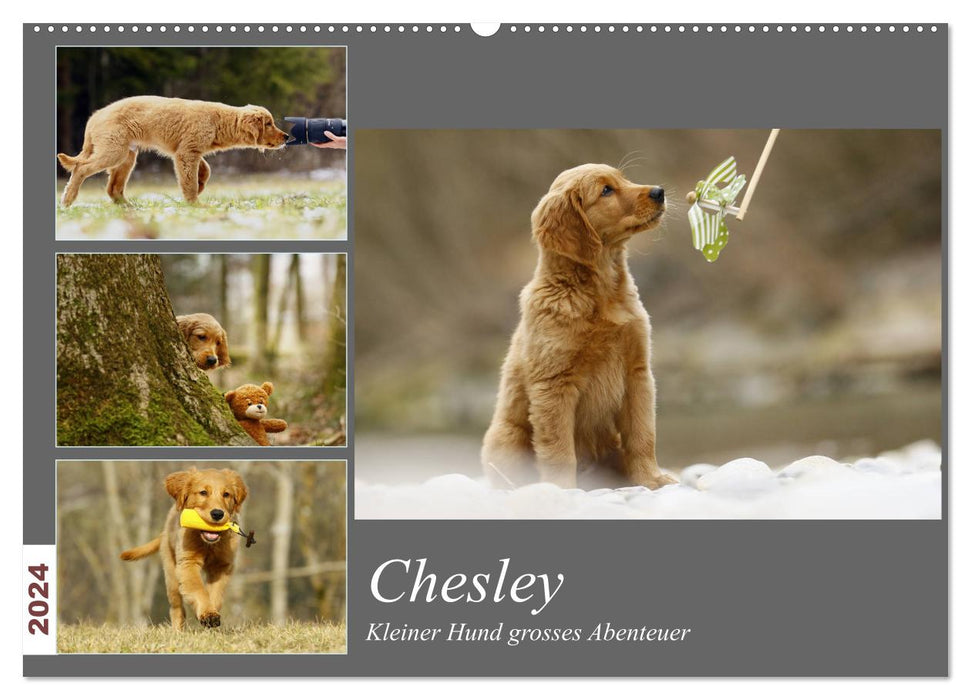 Chesley Kleiner Hund Grosses Abenteuer (CALVENDO Wandkalender 2024)