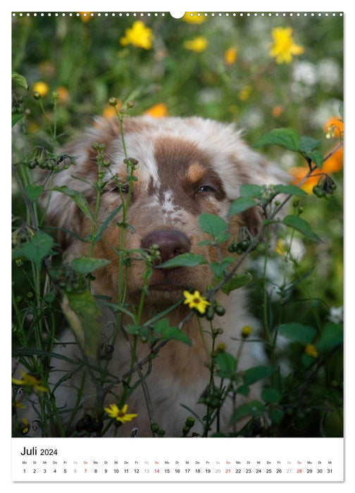 Kleine und große Hundekinder 2024 (CALVENDO Premium Wandkalender 2024)