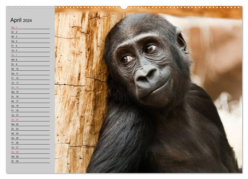 Gorillas. Kraftvolle Pazifisten (CALVENDO Premium Wandkalender 2024)