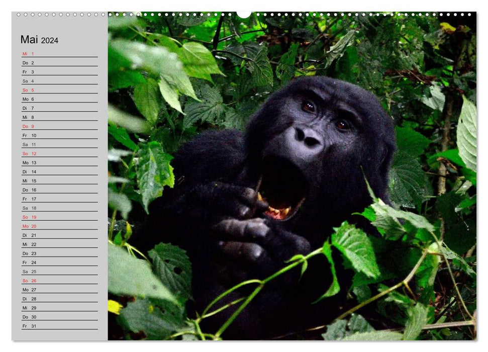 Gorillas. Kraftvolle Pazifisten (CALVENDO Premium Wandkalender 2024)