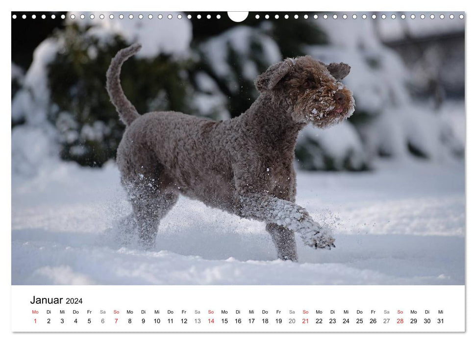 Mein Hundekalender 2024 (CALVENDO Wandkalender 2024)